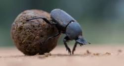 Dung beetle a.k.a tumblebug.